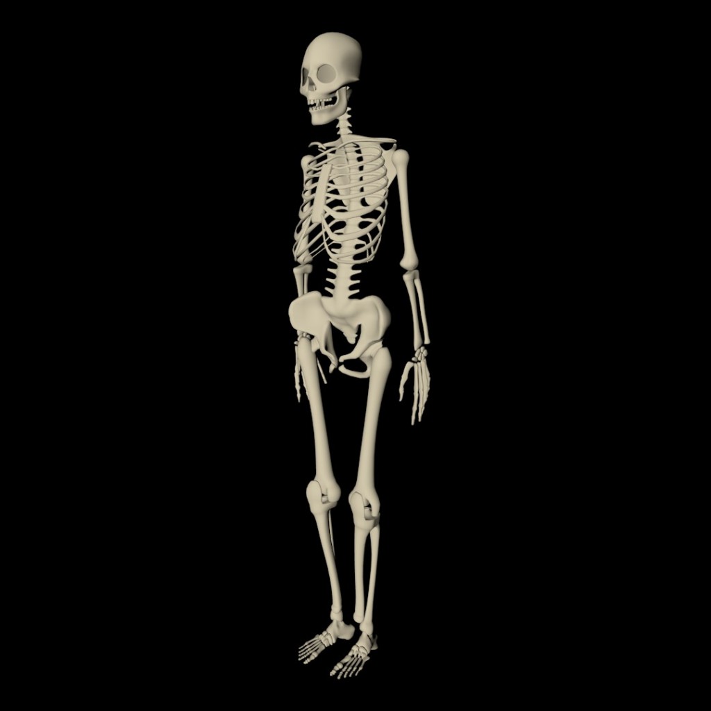 Skeleton  Unrigged  preview image 1